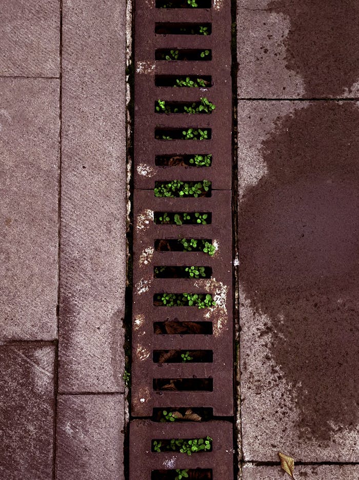 Rustic urban drain with vibrant green plants, symbolizing resilience in concrete jungles.